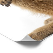 Meerkat oder Suricate - Suricata suricatta Poster (Ecke)