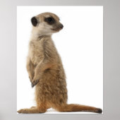 Meerkat oder Suricate - Suricata suricatta Poster (Vorne)