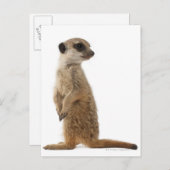 Meerkat oder Suricate - Suricata suricatta Postkarte (Vorne/Hinten)