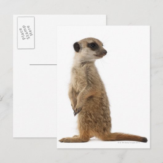 Meerkat oder Suricate - Suricata suricatta Postkarte (Vorne/Hinten)