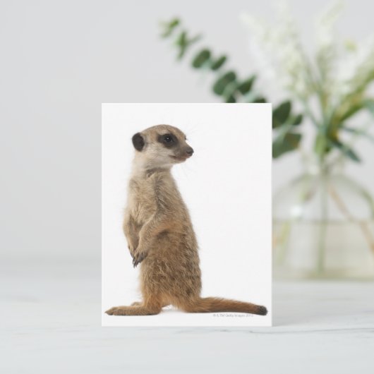 Meerkat oder Suricate - Suricata suricatta Postkarte (Stehend Vorderseite)