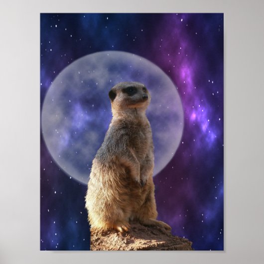 Meerkat on Night Watch, Wall Poster (Vorne)