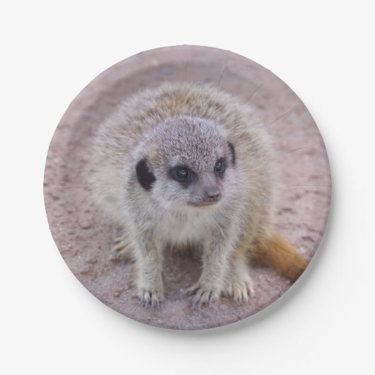 Meerkat PapierTeller (Vorderseite)