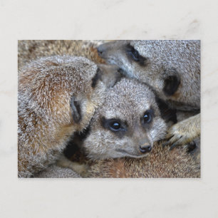 Meerkat Pile Postkarte