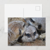 Meerkat Pile Postkarte (Vorne/Hinten)