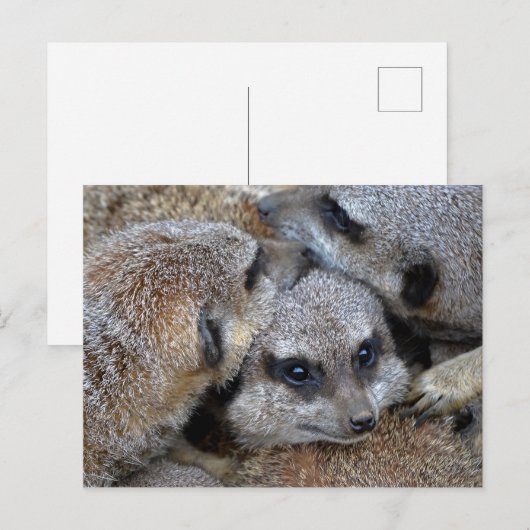 Meerkat Pile Postkarte (Vorne/Hinten)
