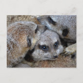 Meerkat Pile Postkarte (Vorderseite)