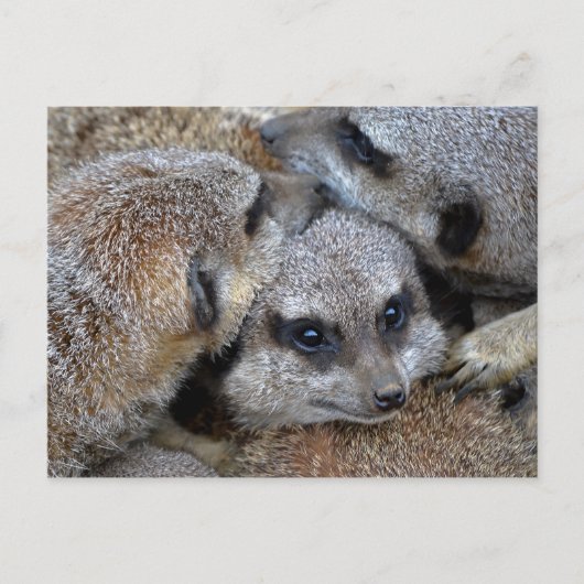 Meerkat Pile Postkarte (Vorderseite)