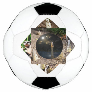 Meerkat Polyscope Fußball