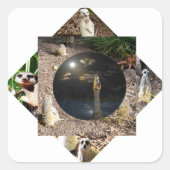 Meerkat Polyscope Quadratischer Aufkleber (Vorderseite)