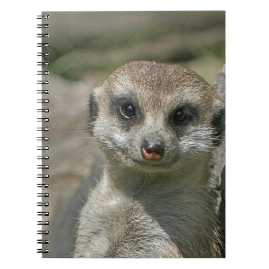 Meerkat-portrait 003 notizblock (Vorderseite)