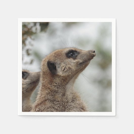 Meerkat-Portrait 005 Serviette (Vorderseite)