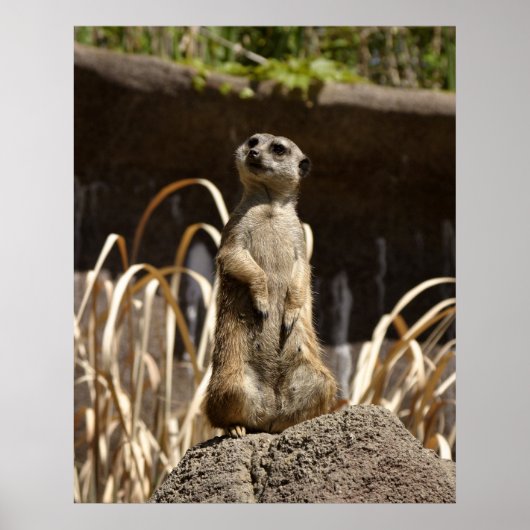 Meerkat Poser Poster (Vorne)