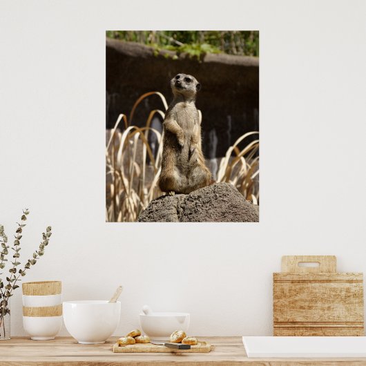 Meerkat Poser Poster (Küche)