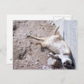 Meerkat Postcard (004) Postkarte (Vorne/Hinten)