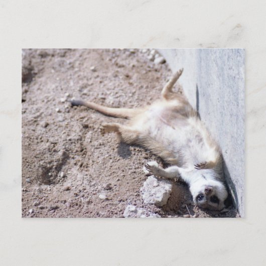 Meerkat Postcard (004) Postkarte (Vorderseite)