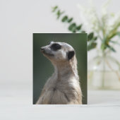 Meerkat Postcard Postkarte (Stehend Vorderseite)