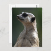 Meerkat Postcard Postkarte (Vorne/Hinten)