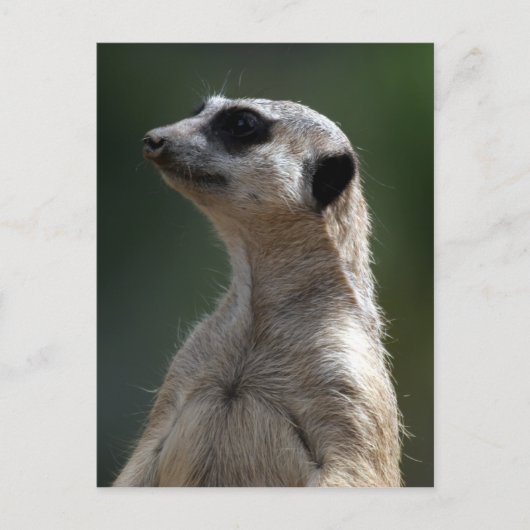 Meerkat Postcard Postkarte (Vorderseite)