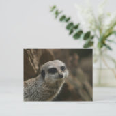 Meerkat Postcard Postkarte (Stehend Vorderseite)