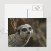 Meerkat Postcard Postkarte (Vorne/Hinten)