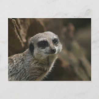 Meerkat Postcard Postkarte