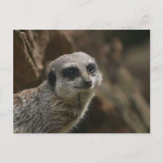 Meerkat Postcard Postkarte (Vorderseite)