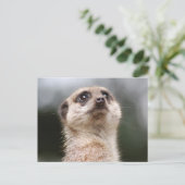 Meerkat Postcard Postkarte (Stehend Vorderseite)