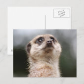 Meerkat Postcard Postkarte (Vorne/Hinten)