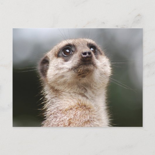Meerkat Postcard Postkarte (Vorderseite)