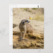 Meerkat Postcard Postkarte (Vorne/Hinten)