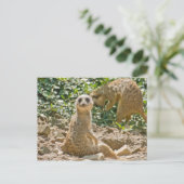 Meerkat Postcard Postkarte (Stehend Vorderseite)