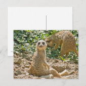 Meerkat Postcard Postkarte (Vorne/Hinten)