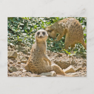 Meerkat Postcard Postkarte