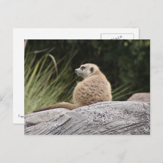Meerkat Postcard Postkarte (Vorne/Hinten)