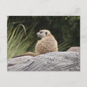 Meerkat Postcard Postkarte
