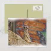 Meerkat Postcard Postkarte (Vorne/Hinten)