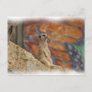 Meerkat Postcard Postkarte