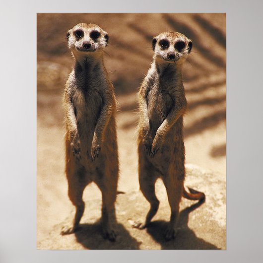 Meerkat Poster (Vorne)