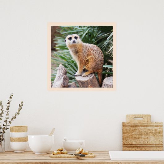 Meerkat Poster (Küche)