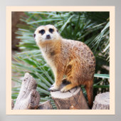 Meerkat Poster (Vorne)