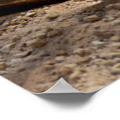 Meerkat Poster (Ecke)