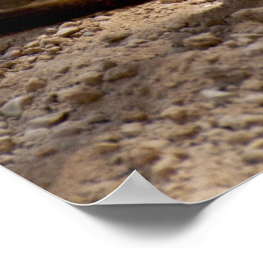 Meerkat Poster (Ecke)