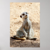 Meerkat Poster (Vorne)