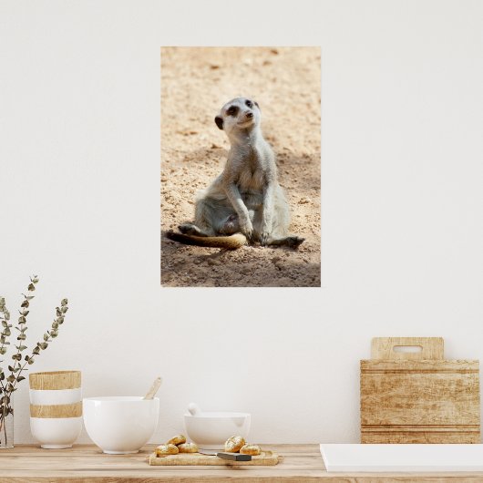Meerkat Poster (Küche)