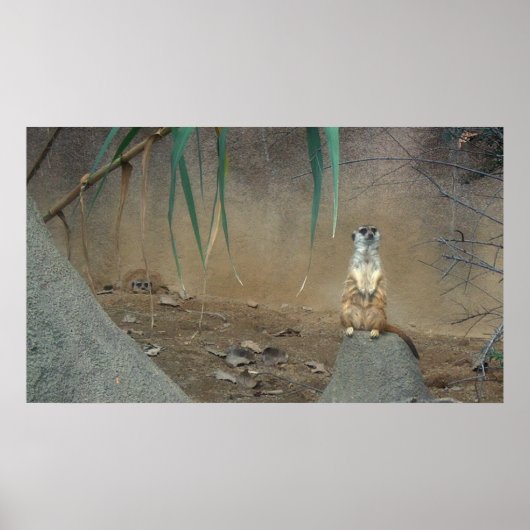 Meerkat Poster (Vorne)
