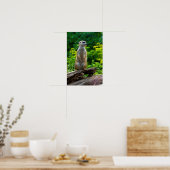 Meerkat Poster (Küche)