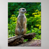 Meerkat Poster (Vorne)