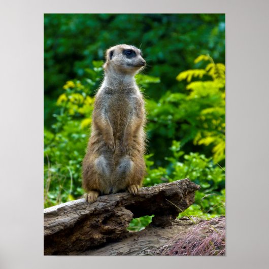 Meerkat Poster (Vorne)
