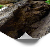 Meerkat Poster (Ecke)